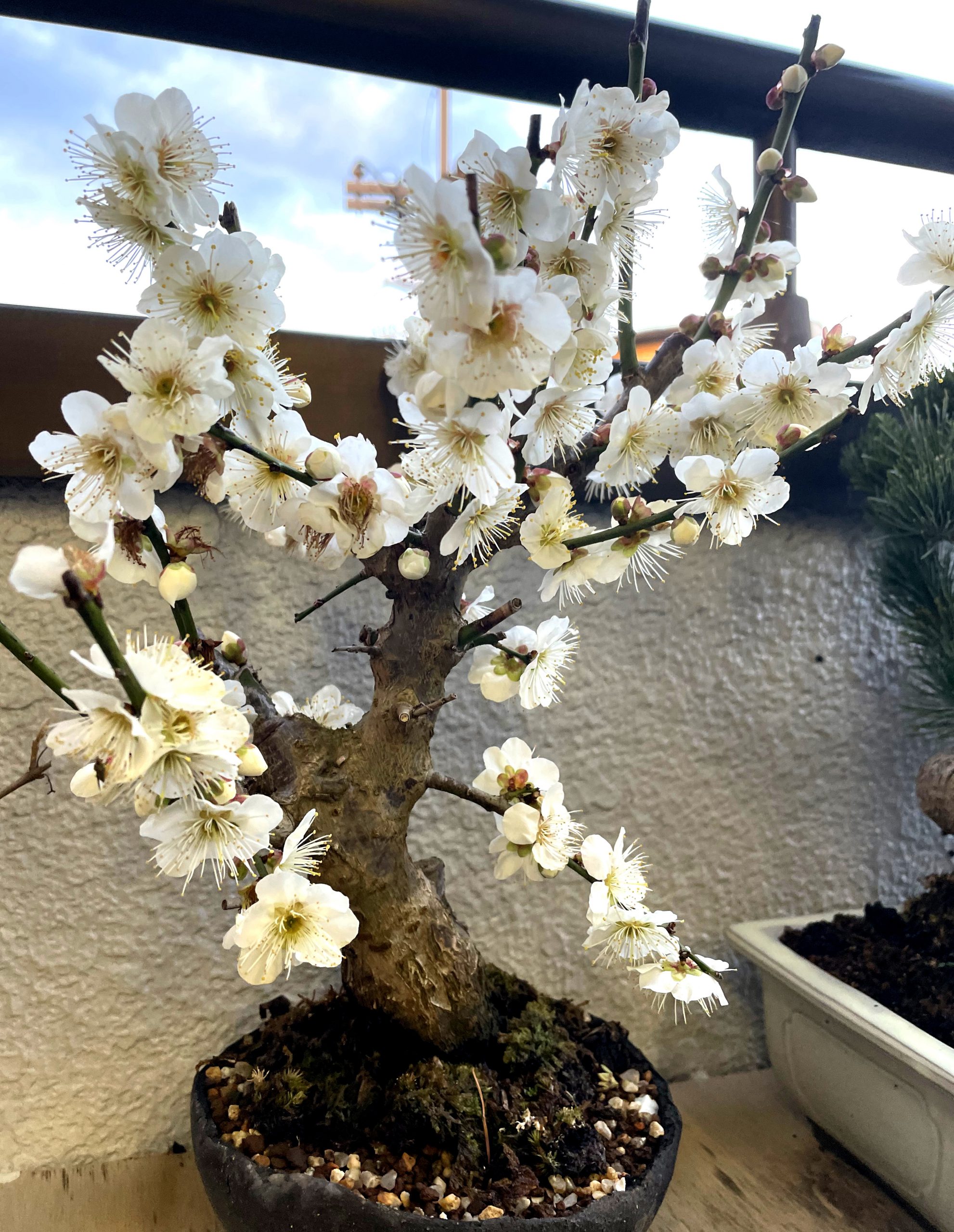 花が咲いた冬至の盆栽｜SAIJO｜京都 宇治｜オーダーメイドジュエリー